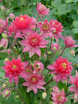 Click for more information. Large spurless fuchsia red flowers.