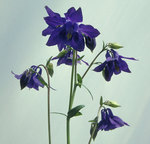 Click for more information. Huge midnight blue flowers
