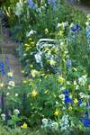 Click for more information. Fragrant yellow flowers on long graceful spurs.