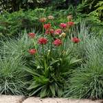 Click for more information. Rose red flowers
