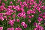 Click for more information. New long flowering red.