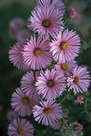 Click for more information. New England Aster. Robust pink bloomer