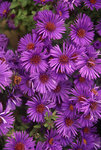 Click for more information. Compact and free flowering. A stunning deep purple