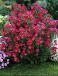Click for more information. Lustrous red