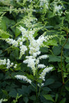 Click for more information. Pure white plumes