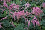 Click for more information. Pink, drooping trusses. In large pots