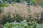 Dwarf bronze-leaved, pink