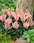 Click for more information. Ultra dwarf with crinkled foliage. White.