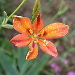 Click for more information. BLACKBERRY LILY. Orange flowers. In large pots