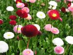 Click for more information. Mix of white to rose to red shades.