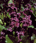 Click for more information. Carmine red blooms with evergreen leaves