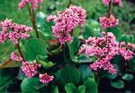 Click for more information. Excellent ruby red fall and winter foliage. Pink flowers