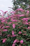 Click for more information. SHRUB. Butterfly Bush 8' Delightful pink 4" pot