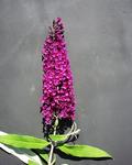 SHRUB. Butterfly Bush 8' Burgundy red, showy 4" pot