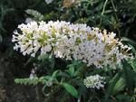 SHRUB Butterfly Bush 8' Snow white 4" pot