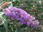 SHRUB. Butterfly Bush 4' Lavender with orange/pink eye 4" pot