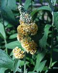 Click for more information. SHRUB. Butterfly Bush 5-6' Yellow flowers 4" pot