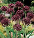 BULB Allium Atropurpureum