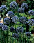 BULB Allium Caeruleum