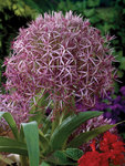 BULB Allium Christophii