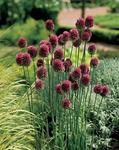 BULB Allium Drumstick