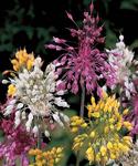 BULB Allium Fireworks Mix