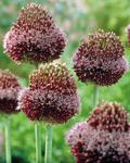 BULB Allium Forelock