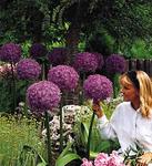 BULB Allium Globe Master