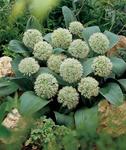 BULB Allium karataviense Ivory Queen