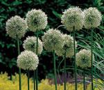 BULB Allium Mount Everest