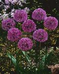 BULB Allium Purple Sensation - Value Pack