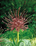 BULB Allium Schubertii