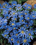 BULB Anemone Blue Shades
