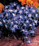 BULB Chionodoxa Forbesii