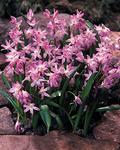 BULB Chionodoxa luciliae Pink Giant