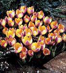 BULB Crocus Advance (Chrysanthus)  (Snow)