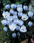 BULB Crocus Blue Pearl (Snow)