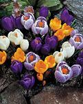 BULB Crocus Mixed (Giant) - Value Pack