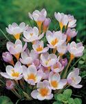 BULB Crocus Firefly (Snow)