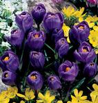 BULB Crocus Flower Record (Giant)