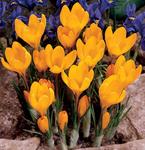 BULB Crocus Golden Yellow (Giant)