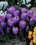 BULB Crocus Grand Maitre (Giant)