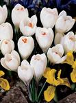 BULB Crocus Jeanne d'Arc (Giant)