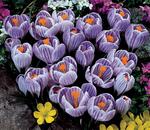 BULB Crocus Pickwick (Giant)