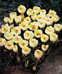 BULB Crocus Romance (Chrysanthus) (Snow)