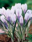 BULB Crocus Silver Coral (Giant)
