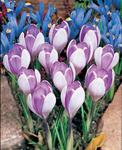 BULB Crocus Vanguard (Giant)