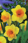 BULB Daffodil 4U2 (Trumpet)