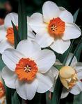 BULB Daffodil Barrett Browning (Small Cupped)