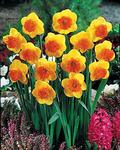 BULB Daffodil Coral Crown (Large cupped)
